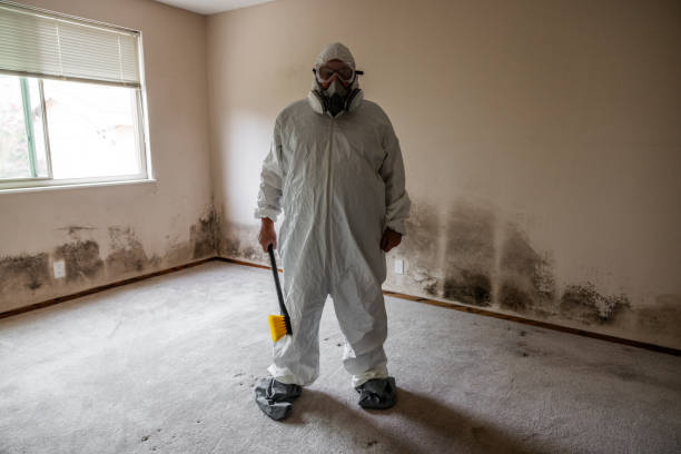 Best Toxic Mold Removal  in Shelter Island Heights, NY