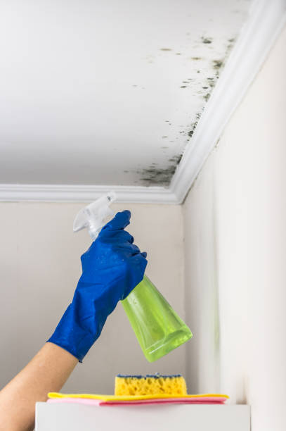 Best Fast Mold Removal  in Shelter Island Heights, NY